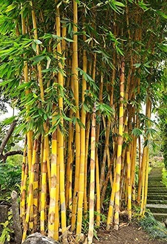 Live Golden Bamboo Palm Plant | Bans Ka Podha | For Garden Plant with plastic pot (Bamboo Plant)-image-47