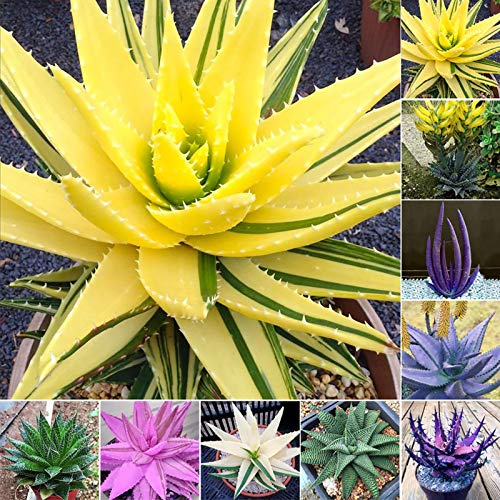 Regenboog Aloë Zaden, 100 Stks/zak Rainbow Aloë Zaden Multi-Color Huidverzorging Waterbesparende Sterke Vitaliteit Aloë… - Afbeelding 4