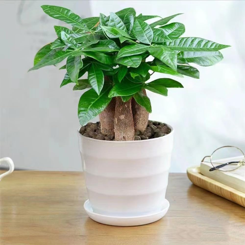 geigenfeige braune flecken Tipps zur Pflege deiner Pflanze : Ficus lyrata  PflanzenFuerAlle
