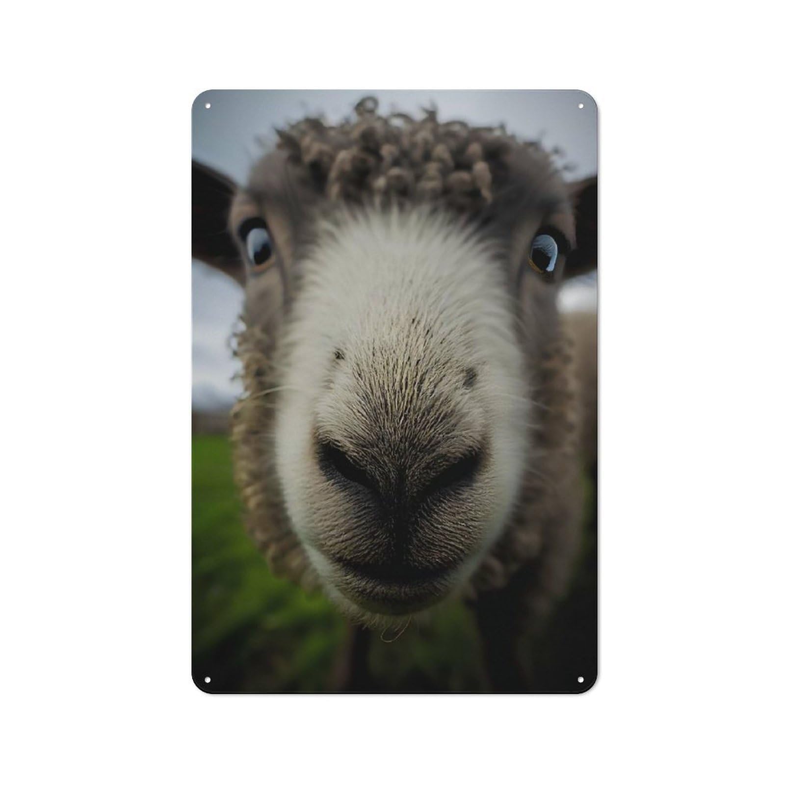 Junmoney Style-8 Farmhouse Metal Sign With Sheep With A Big Nose Design 30X20cm, Rustic Country Wall Plaque For Cottage, Kitchen, Hallway Or Breakfast Nook