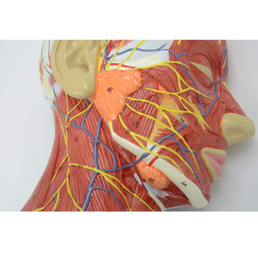 Generico Testa Umana Anatomica 1:1, Fronte-Retro Didattico | Base In Plastica Pvc, Contenente Strutture Vascolari E Nervose, Adatta Per Scuole E Ospedali