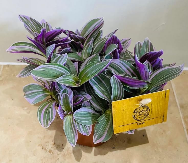 Pink Tradescantia Sweetness - Striking Variegated Houseplant - Ideal Trailing Gift Plant - in 11cm Pot