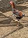 6 Barnyard Mix Chicken Hatching Eggs by Fox Peak Outdoor Supply LLC. (Over 20+ Breeds of Chickens)