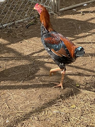 6 Barnyard Mix Chicken Hatching Eggs By Fox Peak Outdoor Supply LLC. (Over 20+ Breeds of Chickens)