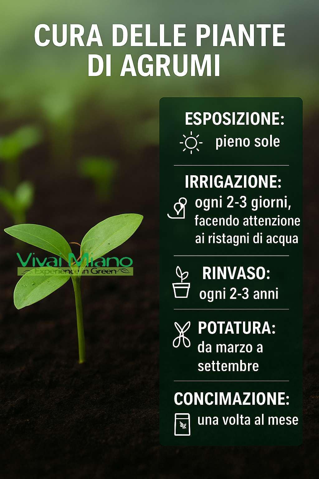 Pianta di Kumquat - Mandarino Cinese (vaso - 20) con frutto - Immagine reale