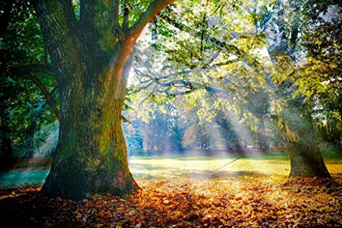 Laminated Solitary Ancient Oak Tree Sunlight Sunbeams Photo Art Print Poster Dry Erase Wall Art 18x12