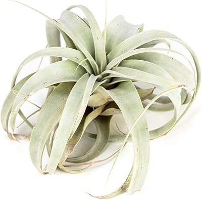 Sprig & Stone Tillandsia xerographica (Large)