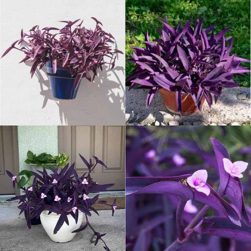 indoor bulb plants Grow Bulb main image 1