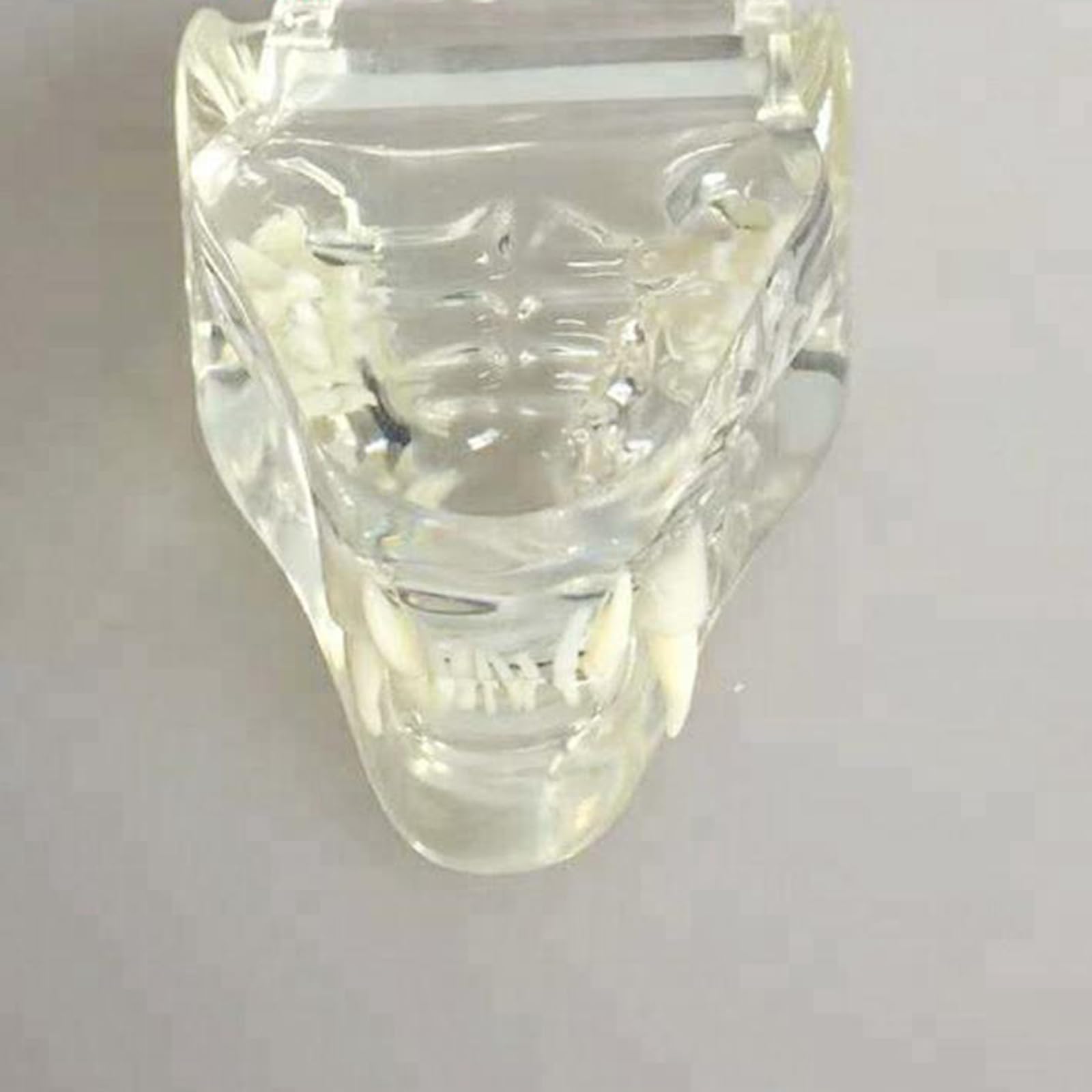Modelo Anatómico De Cráneo De Gato, Mandíbula Y Hueso Transparente para Dientes De Perro, Modelo De Dientes Bucales para Clínica Veterinaria (Transparente, 8 Cm,Transparent-8cm
