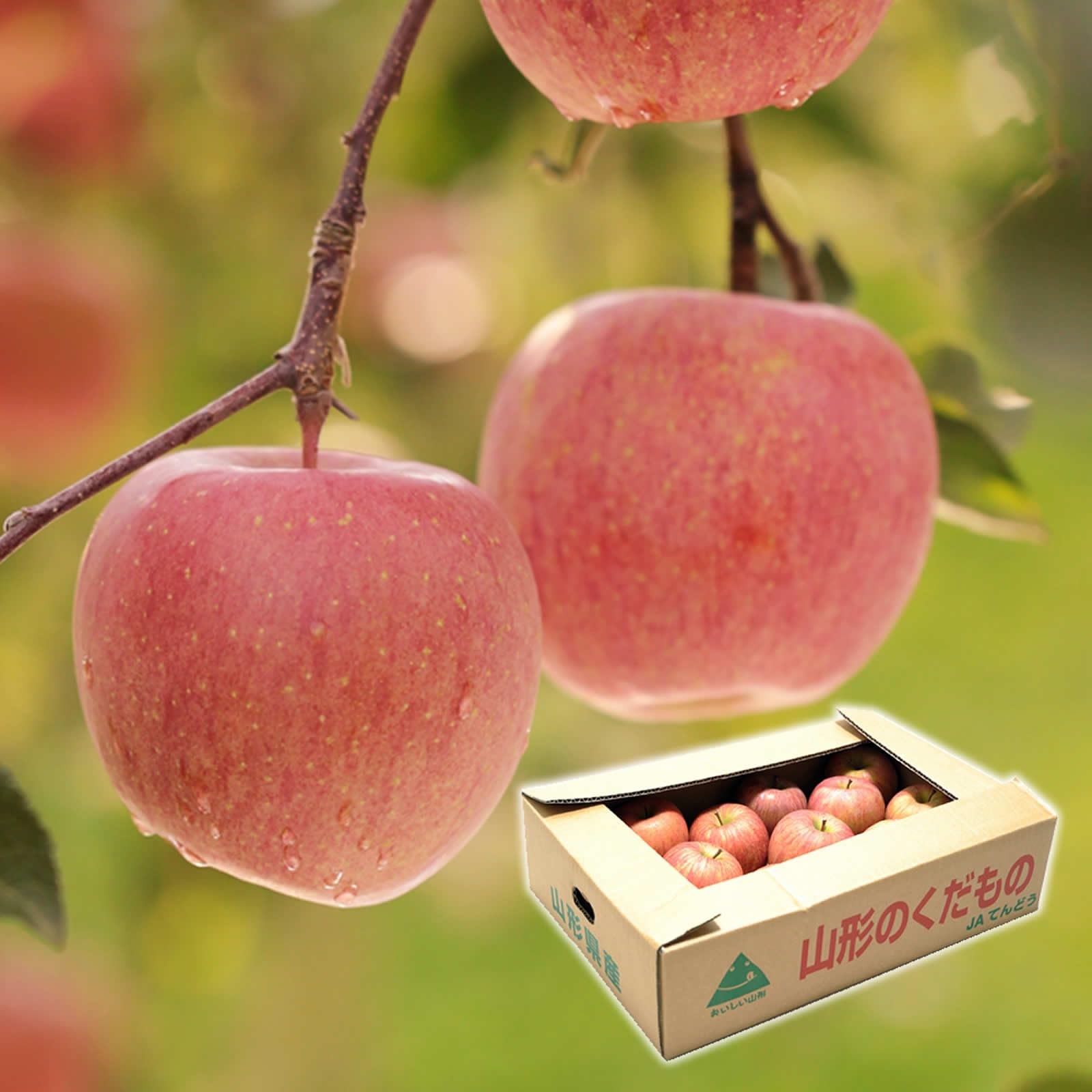 ジェイエイてんどうフーズ 【ご自宅用】 訳あり 山形県産 品種おまかせ りんご