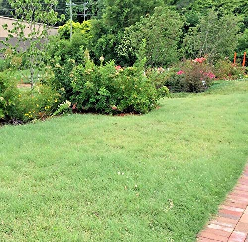 1Oz Buffalo Grass Seed Native Prairie Sedge Low Maintenance jocad (15,001 Seeds)