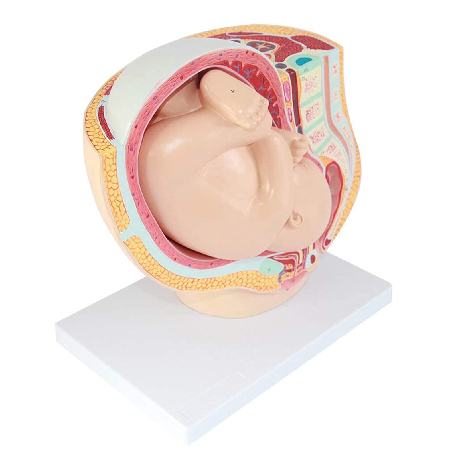 Medizinisches anatomisches schwangeres menschliches weibliches...