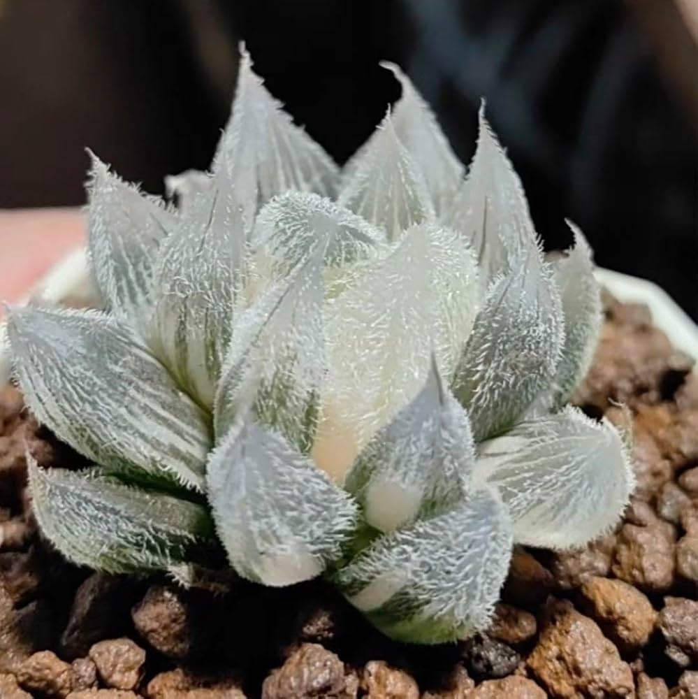 5AAA ハオルチア　多肉植物　水晶燈錦糊斑　自家繁殖 Amazon｜ハオルチア 多肉植物 水晶オブツーサ錦 実生糊斑｜観葉