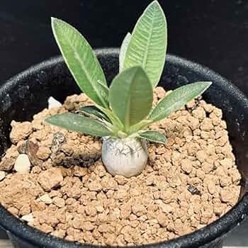 Amazon|コーデックス:パキポディウム エブレネウム 実生 S*|観葉 Amazon|コーデックス:パキポディウム エブレネウム 実生 S*|観葉