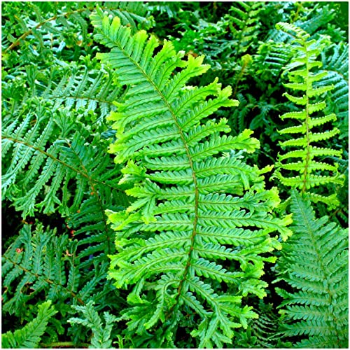 GrowOn Shrubs Dryopteris Crested Shield Fern Cristata The King | Evergreen Plant | Outdoor Garden Ready Plant