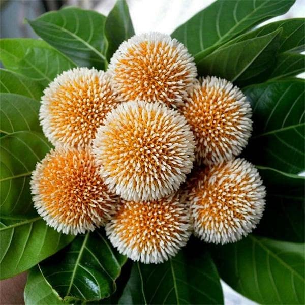 CosaCentrum Kadam/Kadamb Beautiful & Charming Flower Plant - Healthy Live 1 Plant, Green (Kadam Plant) (B0BSRZ61MX) Amazon Price History, Amazon Price Tracker