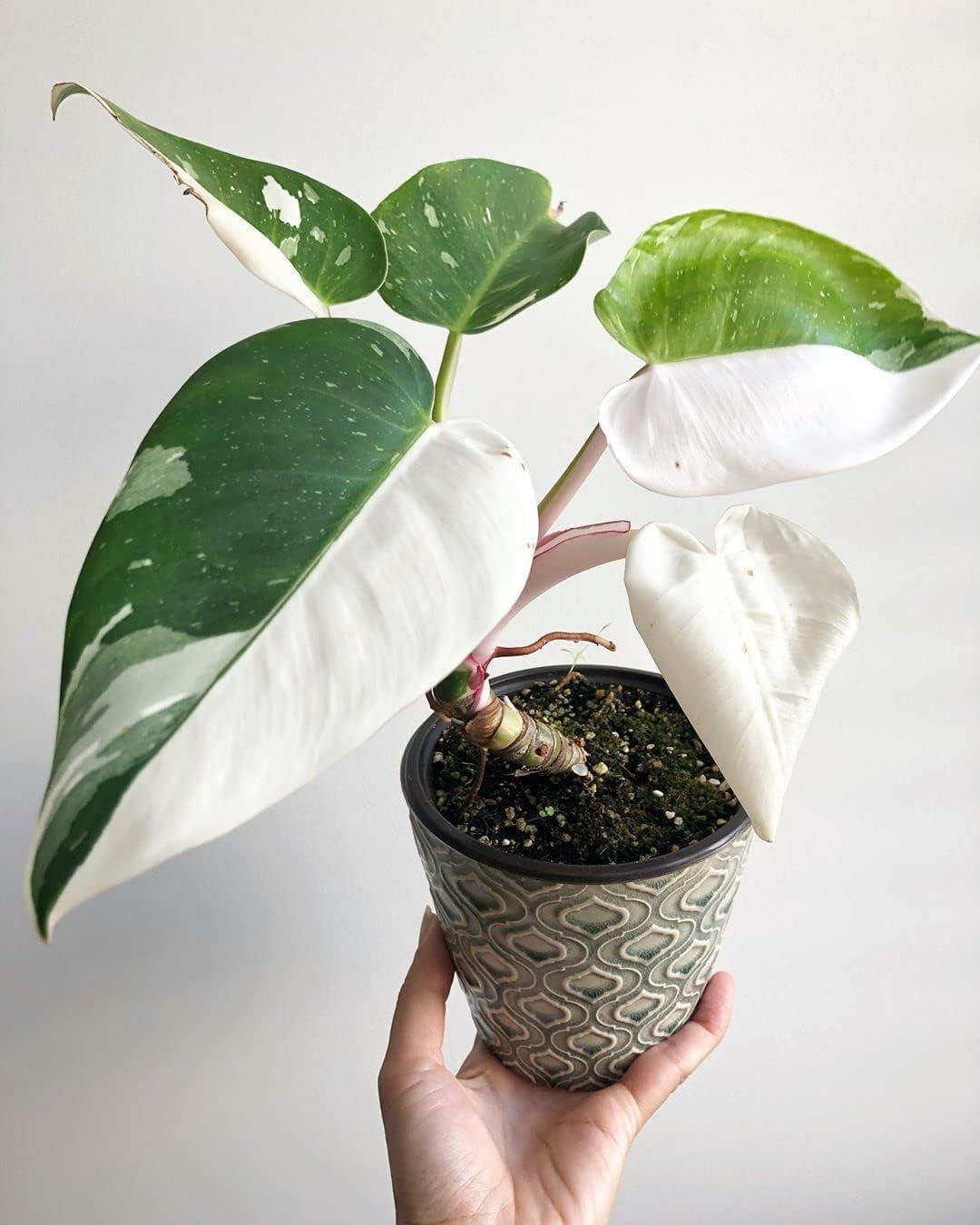 buy zz plant toronto Zamioculcas/Zz Plant Raven 6"
