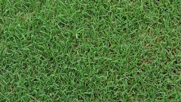 Image of SK ORGANIC American Bermuda Lawn Grass Seeds for Garden and Parks (200 gm)