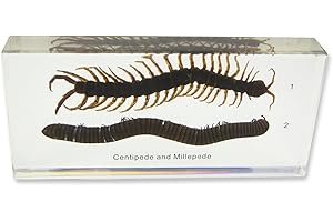 Giant Millipede Toy Just Add Water