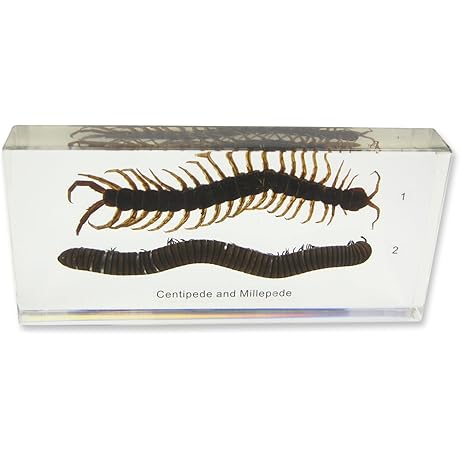Giant Millipede Toy Just Add Water