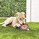 Chuckit! (2 Pack Zipflight Amphibious Flying 6-Inch Ring Dog Fetch Toy Small