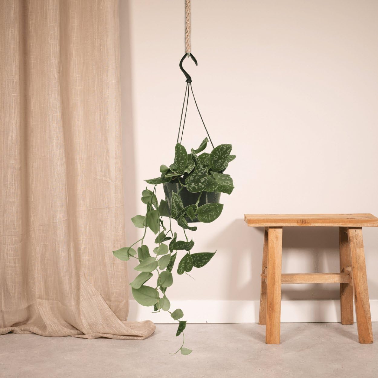 La Green Touch - Pothos golden epipremnum - Plante d'intérieur - Pot 15cm, Hauteur 45 cm76 La Green Touch - Pothos golden epipremnum - Plante d'intérieur - Pot 15cm, Hauteur 45 cm76