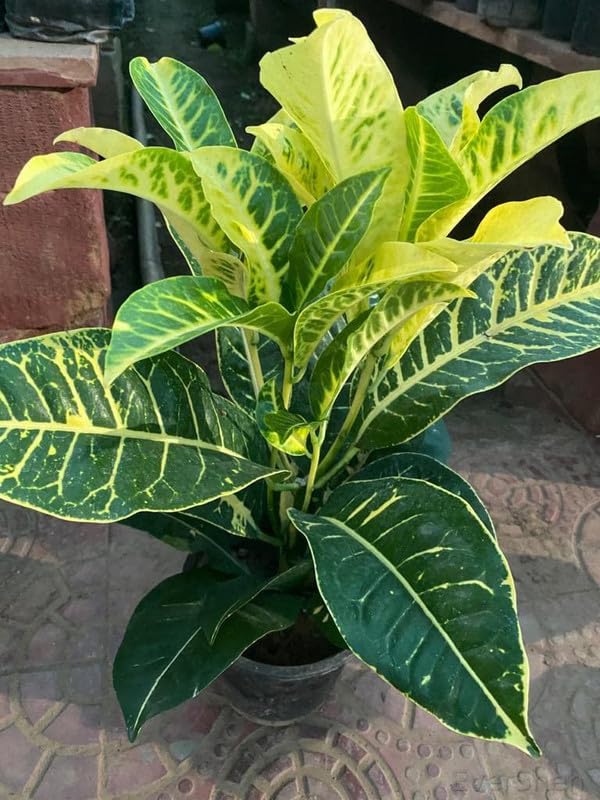 EverSneh Live Real Air Purifier GreenYellow Shaded Croton Indoor Live Plant For Room,Office Balcony Plant With Plastic Pot (B0B7JC5VPB) Amazon Price History, Amazon Price Tracker