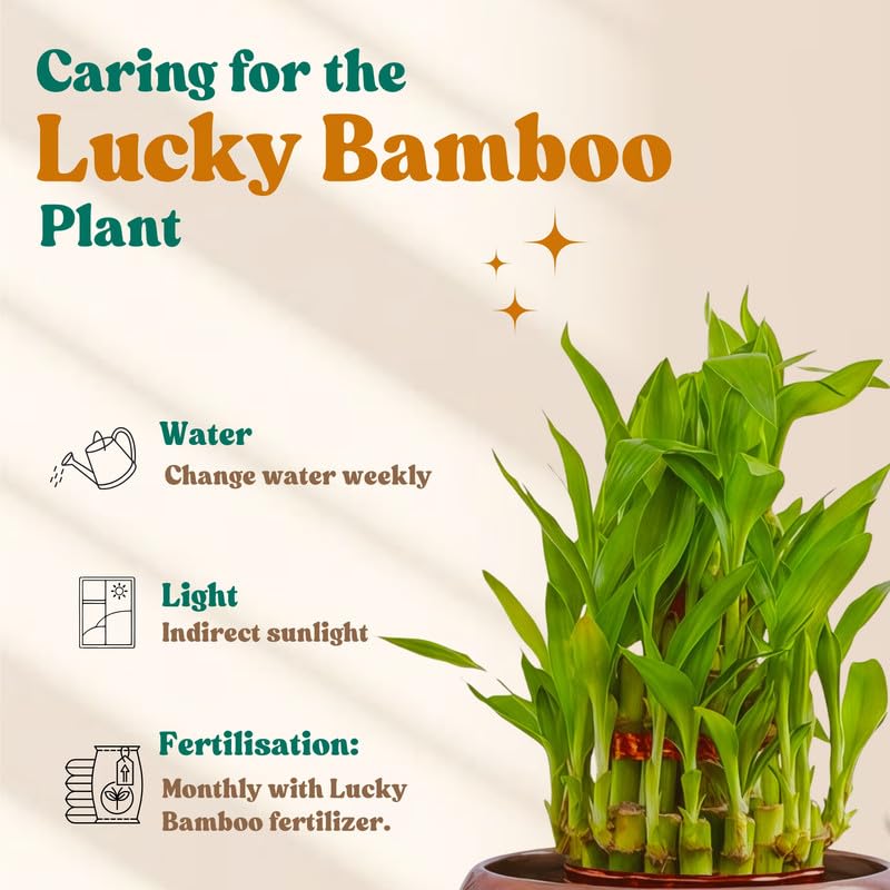 Image of Amulya FARMS Lucky Bamboo 2 Layer Plant in Golden Metal Pot | Indoor Live Bamboo Plants for Home, Living Room, Office, Desk Decoration | Vastu & Feng Shui Good Luck Plant