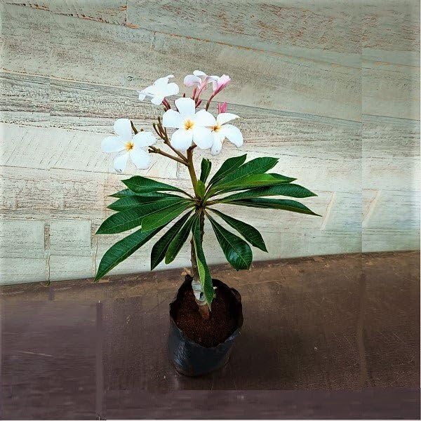 Mphmi Summer NCR Live Plants Plumeria, Champa, Singapore Dwarf (White Pink) - Plant (B0CH6S18XF) Amazon Price History, Amazon Price Tracker