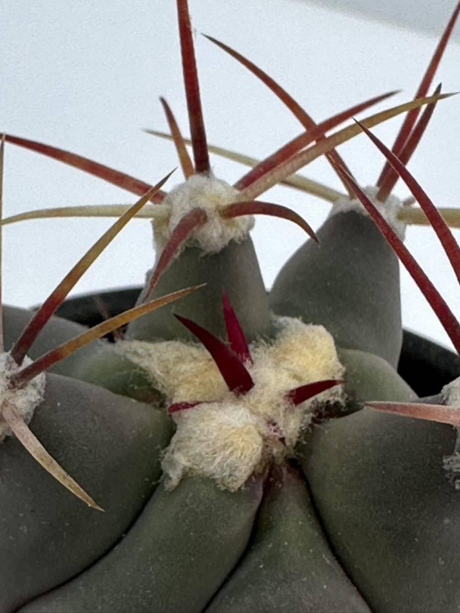 Amazon.co.jp: Ferocactus emoryi (フェロカクタスエモリー)江守 Amazon.co.jp: Ferocactus emoryi (フェロカクタスエモリー)江守