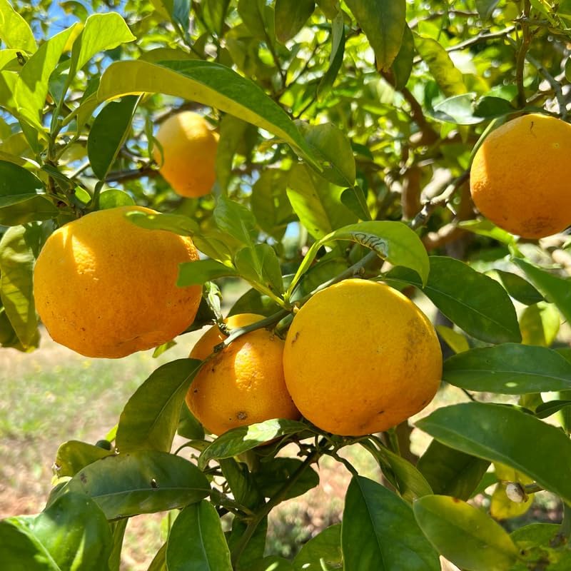Live Satsuma Tree Plant, Satsuma Mandarin Trees Plant Live