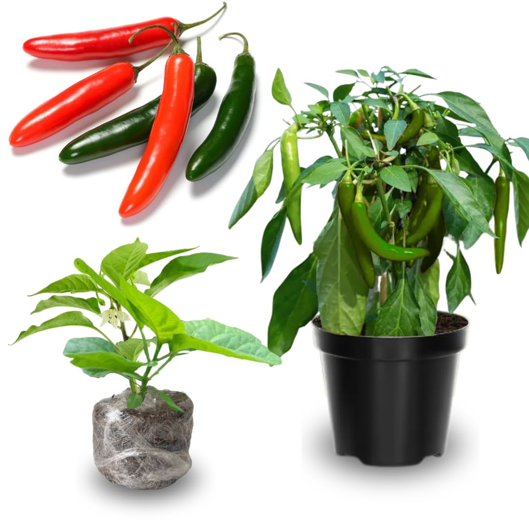 Amazon.com : 2 Plants Serrano Pepper Live Plants Per Pot, 100 Days Old Pepper  Plant Well Rooted Seedlings, Hot Peppers for Year Round Harvesting, No CA :  Patio, Lawn & Garden