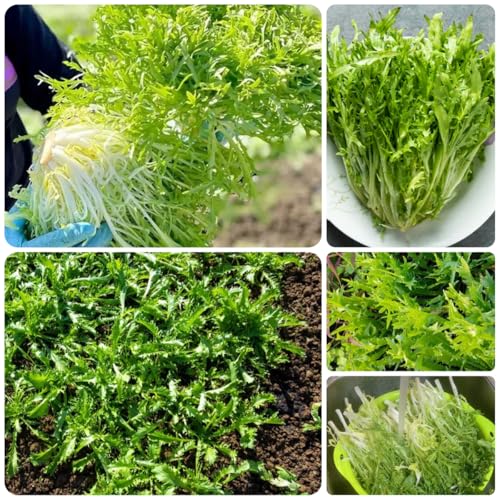 indivie semi di per da appartamento balcone Coltivazione di rampicanti decorazioni da giardino per esterni rare varietà antichi giardino perenni 500Semi