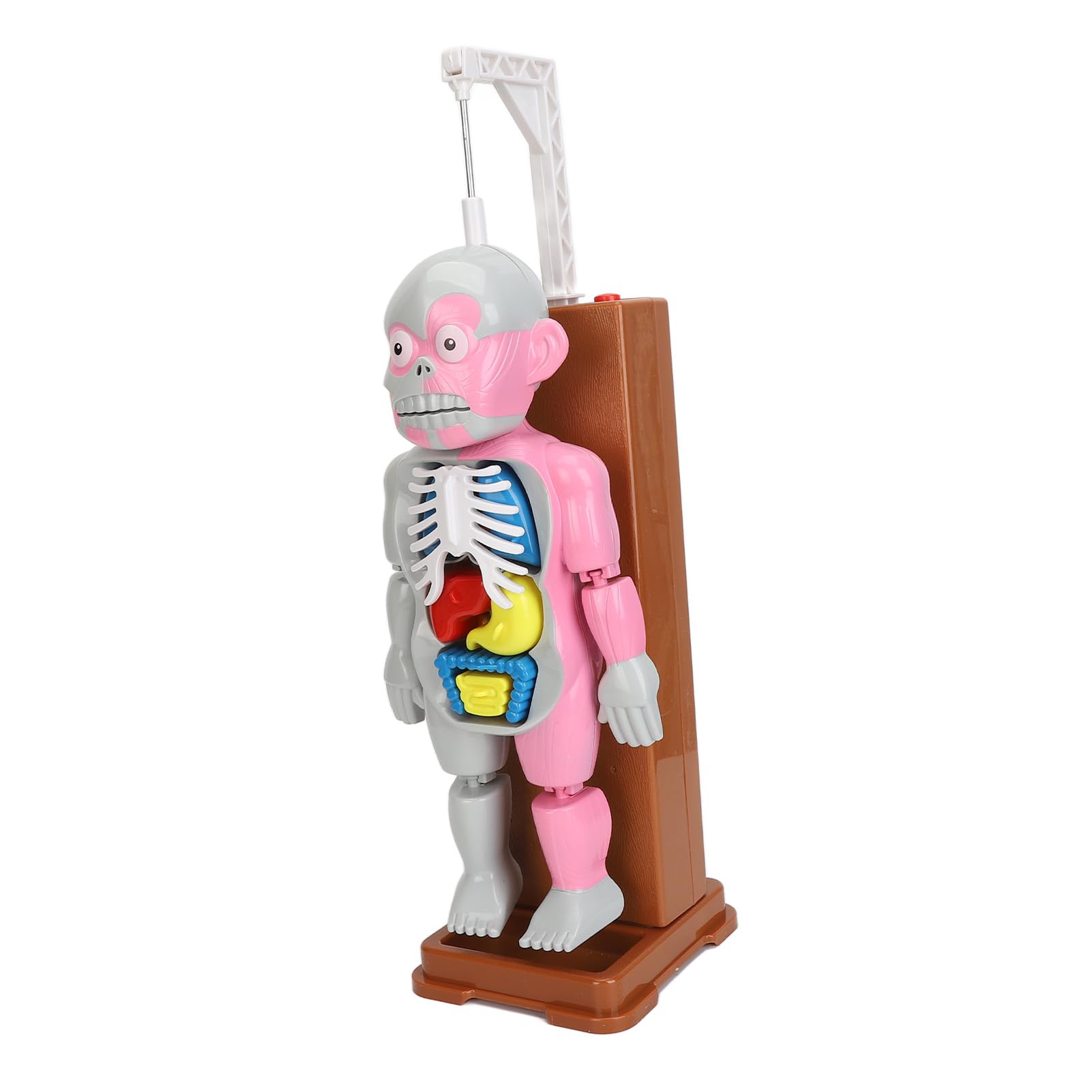Juego Educativo de Juguete de Anatomía del Cuerpo Humano