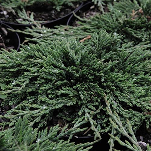 Potted Hardy Garden Plant Creeping Juniper, Dwarf Conifer, Evergreen