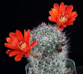 Rebutia Maxima Rare Rare Cactus Globular Flowering Cactus Seed Seeds of The Flower 100: Only Seeds