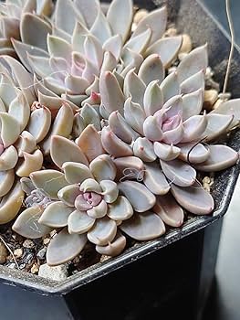 多肉植物 銀天女×クリスペードビューティ 4cmポット苗 多肉植物 銀天女×