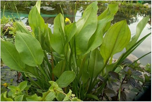 ZAC Wagner Froschlöffel (Alisma plantagoaquatica) Teichpflanze