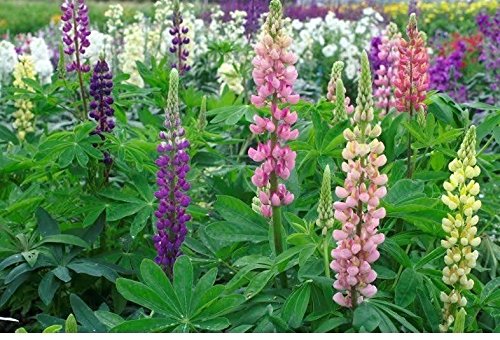 Just Seed - Flower - Lupin - Russell Mixed - 2000 Seeds - Bulk Packet