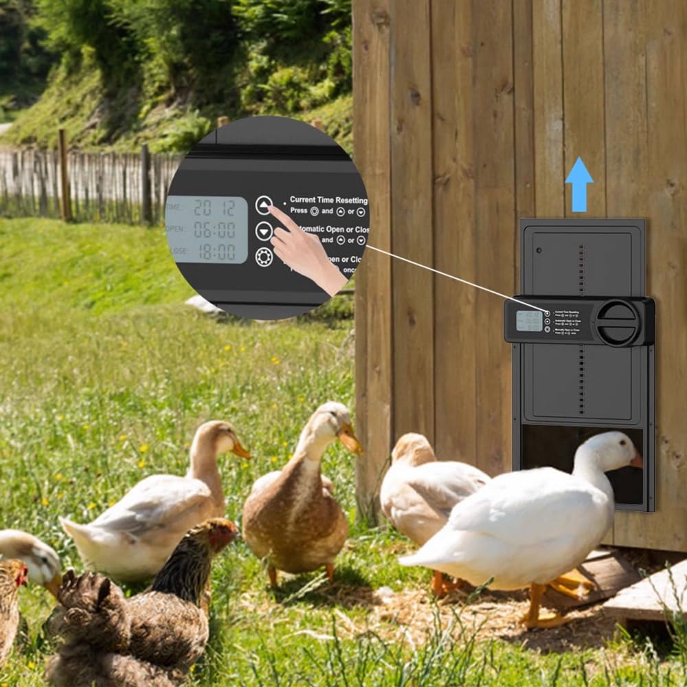 Puerta automática de gallinero con temporizador, control manual, seguridad antipellizcos y pantalla LCD grande