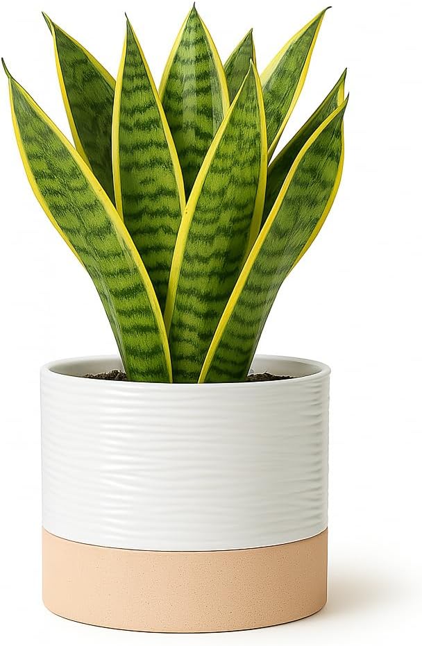 Ceramic Self Watering Plant Pots – 6 Inch White Planter with Drainage Hole & Water Storage for Succulents & Modern Indoor House Plants (White & Beige, 6" Wide)