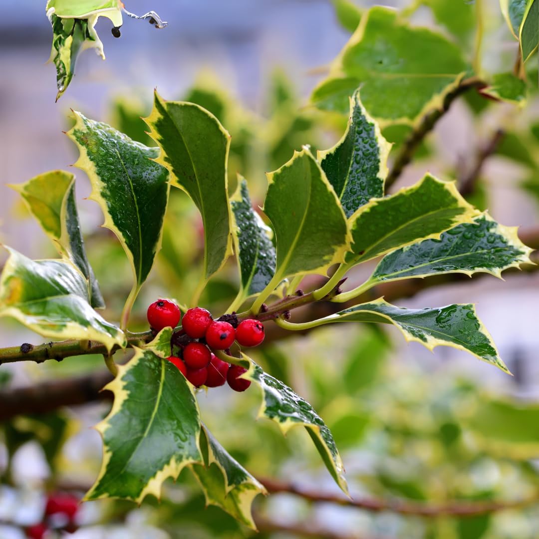 Agrifoglio Variegato Pianta Ornamentale vaso 22 cm | Ilex Aquifolium arbusto sempreverde - Altezza 70 – 80 cm