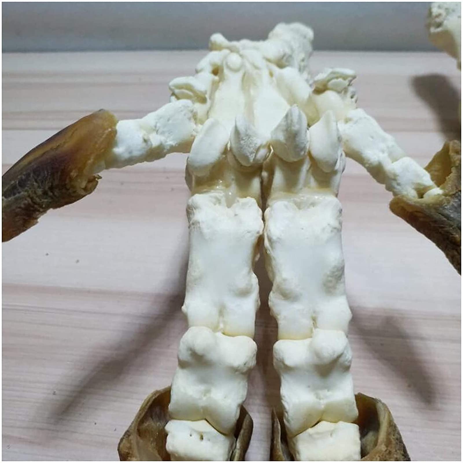 Model Anatomiczny, Model Szkieletu Kłusaka - Model Szkieletu Stopy Świni - Replika Szkieletu Zwierzęcia W Naturalnej Wielkości - Anatomiczny Model Szkieletu Zwierzęcia - Do Nauki, Nauczania, Demonstr