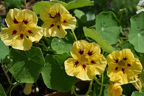 Miniatura 2 de Semillas de capuchina enana "Peach Melba" para plantar, (Tropaeolum nanum), más de 30 semillas de flores por paquete, semillas de jardín (Isla's