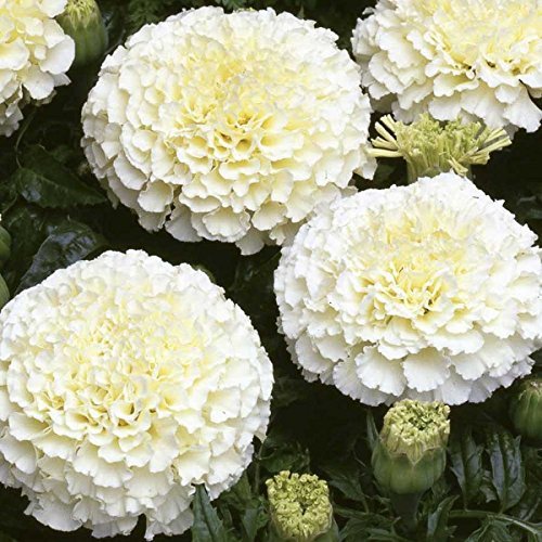 OhhSome Flower Seeds French Vanilla Hybrid Marigold Seeds Annual Flower Air Purifying Seeds Kitchen Garden Seeds Pack - Eco" (B07YP7HV6F) Amazon Price History, Amazon Price Tracker
