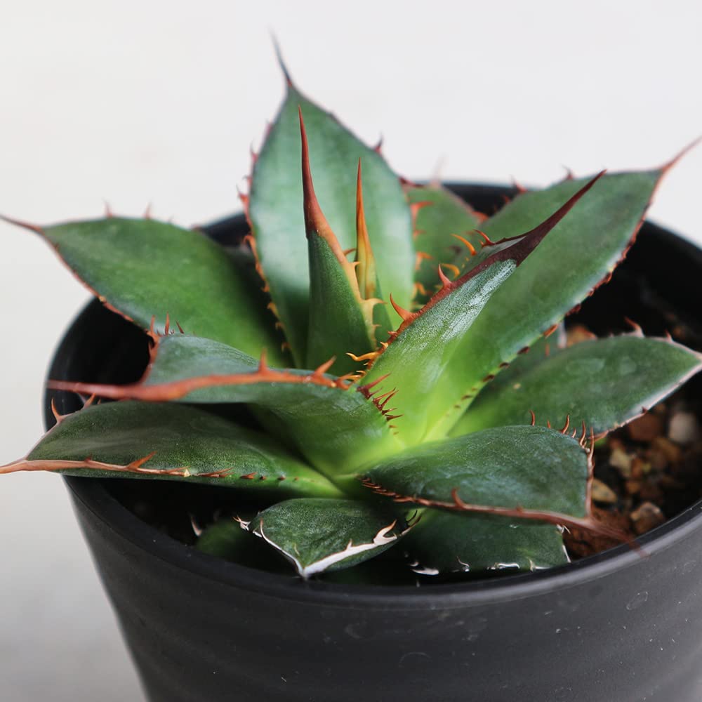 Amazon.co.jp: アガベ・ホリダ3.5号鉢【品種で選べる多肉植物/1個売り Amazon.co.jp: アガベ・ホリダ3.5号鉢【品種で選べる多肉植物/1個売り