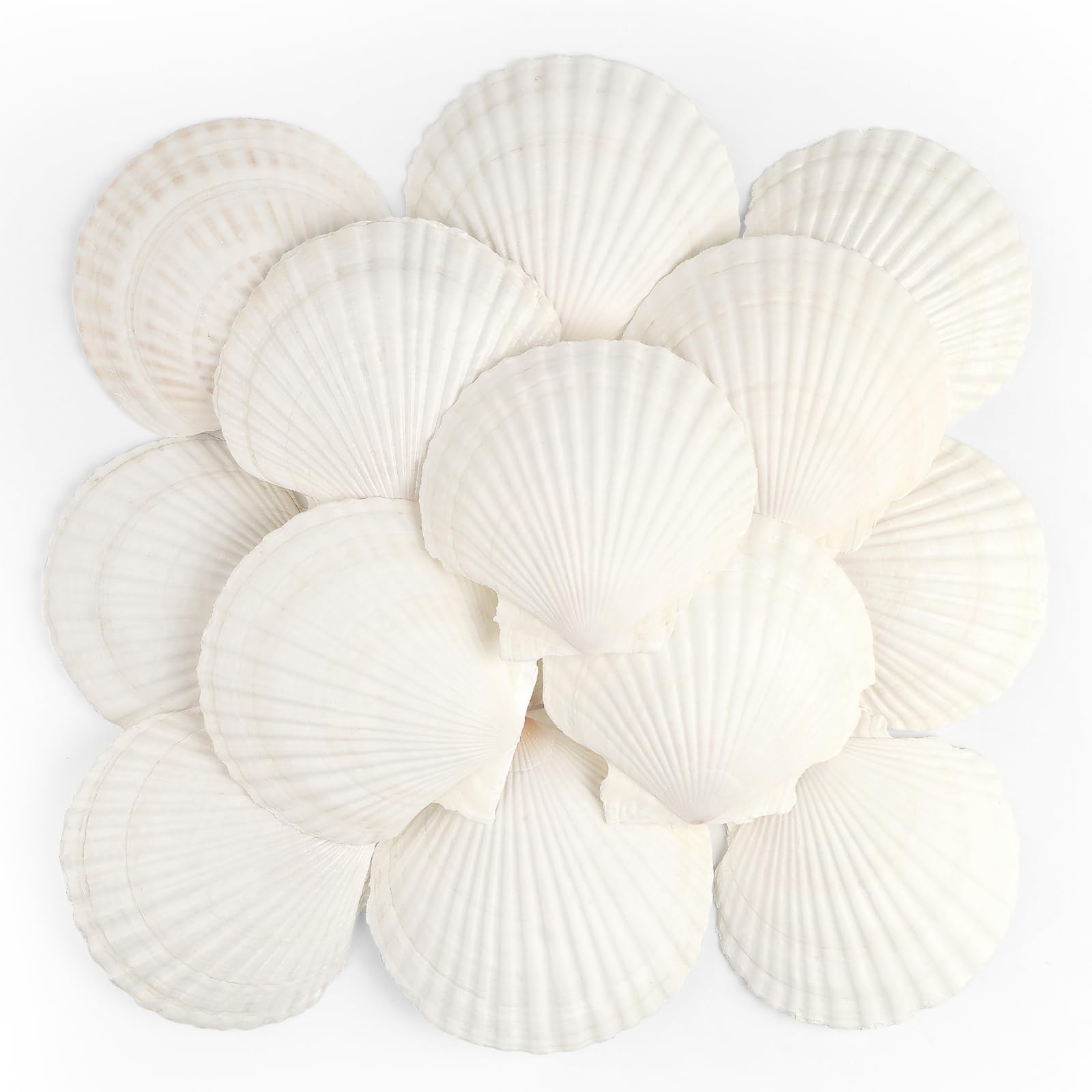 TaoQ C 16 PCS Scallop Shells Natural Seashell, 4