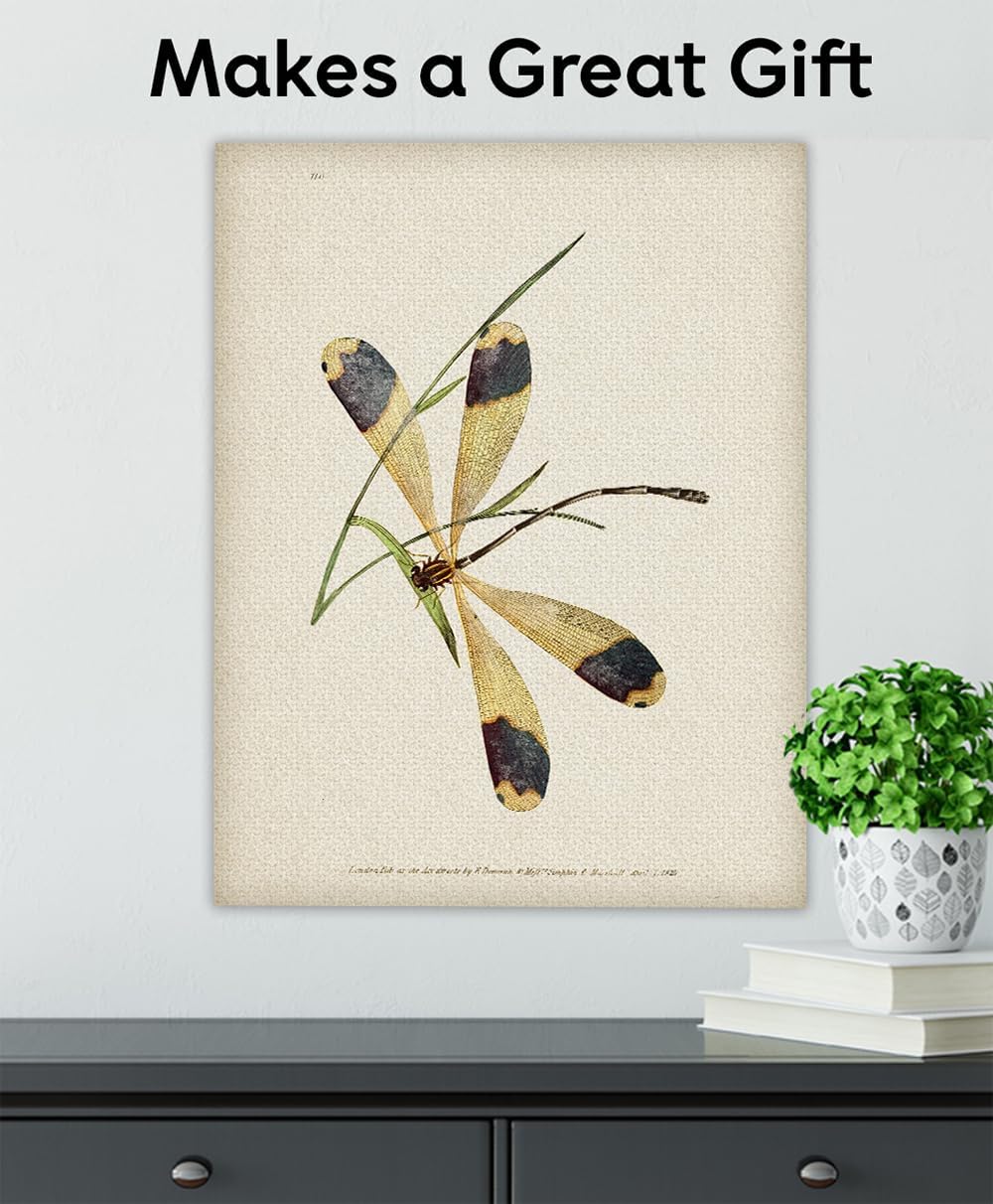 1825 Dragonfly Illustration 16x20 Stretched Canvas Poster – Ready to Hang Vintage Entomology Insect Wall Art, Scientific Natural History Print for Study, Office, Library, Classroom, or Home Décor