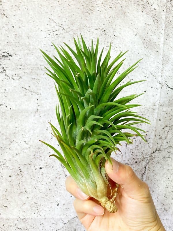 Amazon.co.jp: Frontier Plants 現品チランジアイオナンタビッグ