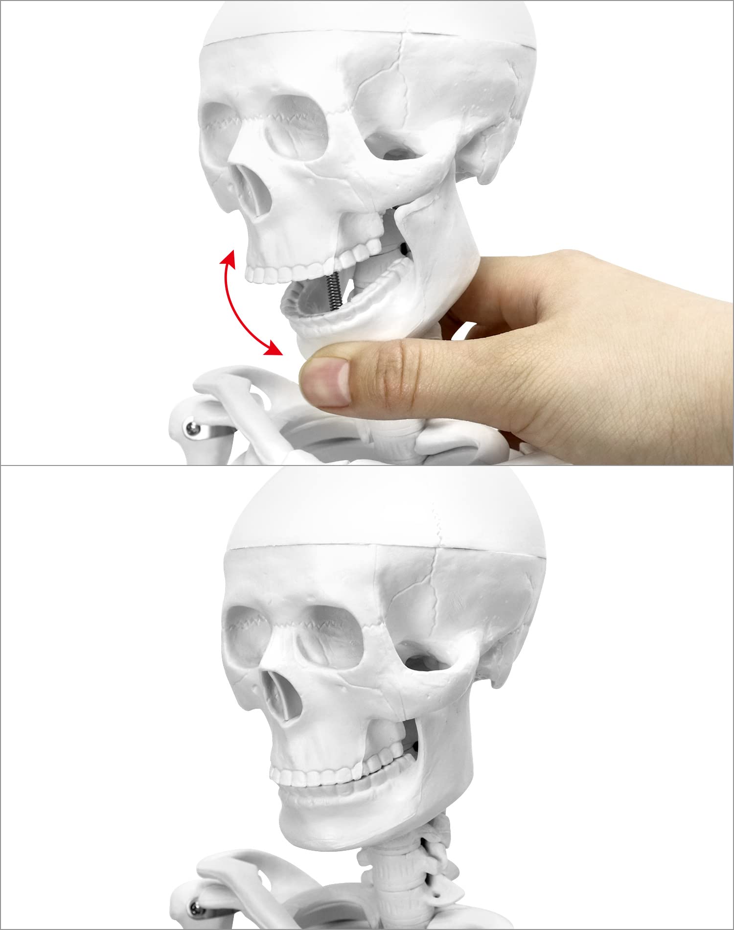 QWORK® Modello Anatomico Scheletro Umano, 85 cm, Flessibile, Per Strumento di Visualizzazione dell'Insegnamento